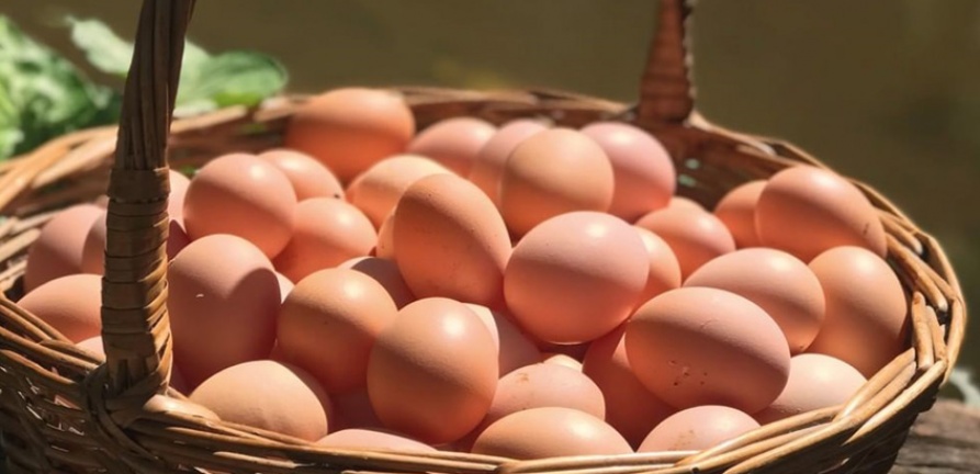 Produtores fazem doação de ovos de alta qualidade