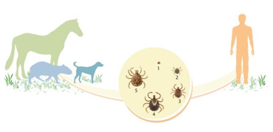 Saiba como se prevenir da febre maculosa