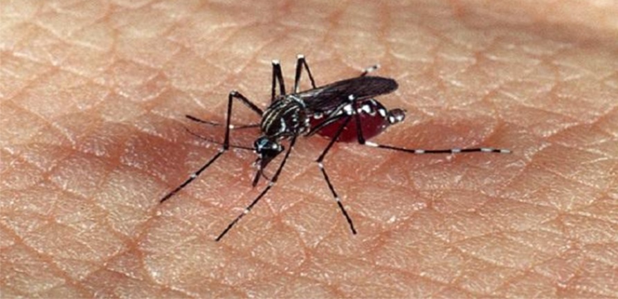 Dengue acende alerta em períodos de chuva