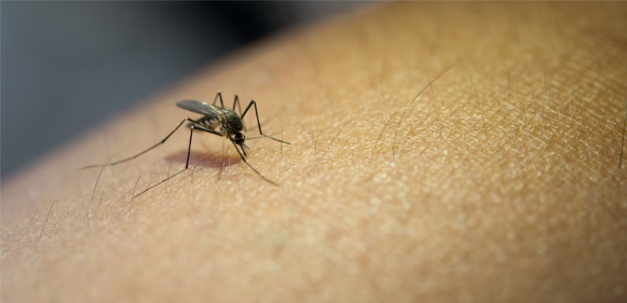 A Chikungunya avança em Pará de Minas e o risco de uma epidemia é iminente