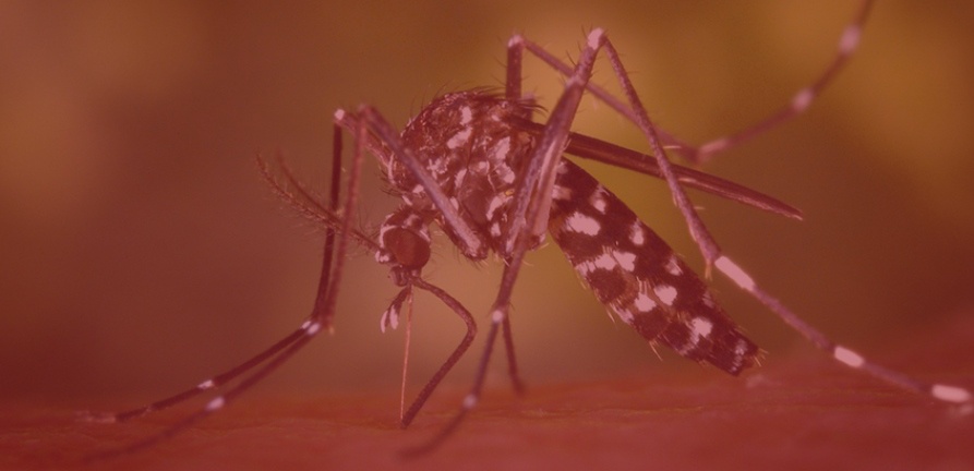 Chuvas pedem atenção redobrada com cuidados contra a dengue