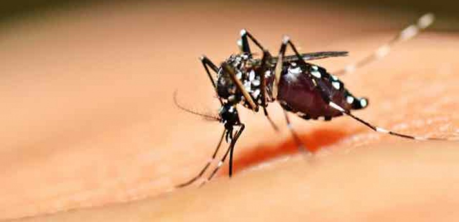 HNSC reduz preço de exames para diagnóstico de dengue. Confira os valores